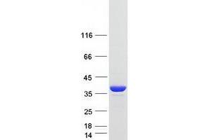 Western Blotting (WB) image for DnaJ (Hsp40) Homolog, Subfamily B, Member 13 (DNAJB13) protein (Myc-DYKDDDDK Tag) (ABIN2719586)