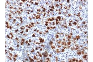 Formalin-fixed, paraffin-embedded human Pancreas stained with CELA3B Mouse Monoclonal Antibody (CELA3B/1757). (Elastase 3B 抗体  (AA 82-238))