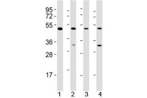 Western blot testing of GATA2 antibody at 1:2000 dilution. (GATA2 抗体  (AA 212-246))