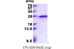 Image no. 1 for Ribosomal Protein S5 (RPS5) protein (His tag) (ABIN5780879) (RPS5 Protein (His tag))