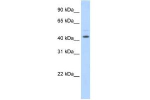 Western Blot showing TSG101 antibody used at a concentration of 1-2 ug/ml to detect its target protein.