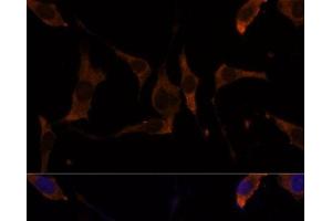 Immunofluorescence analysis of L929 cells using RPL7A Polyclonal Antibody at dilution of 1:100 (40x lens).