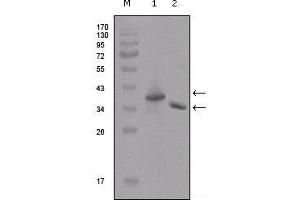 Western blot analysis using Flag mouse mAb against two different fusion protein (1), (2) with flag tag. (DYKDDDDK Tag 抗体)