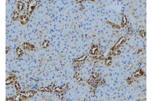 ABIN6278253 at 1/100 staining Mouse kidney tissue by IHC-P. (Cathepsin S 抗体  (Internal Region))