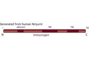 Image no. 3 for anti-Ninjurin 1 (NINJ1) (AA 1-152) antibody (ABIN968172) (NINJ1 抗体  (AA 1-152))