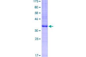 Image no. 1 for Adenosine A2a Receptor (ADORA2A) (AA 147-267) protein (GST tag) (ABIN1344466)
