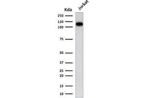 Western Blot Analysis of human Jurkat cell lysate using CD31 Mouse Monoclonal Antibody (C31.