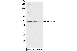 anti-Family with Sequence Similarity 98, Member B (FAM98B) (AA 1-50) antibody