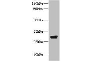 Western blot All lanes: CPSF4 antibody IgG at 4. (CPSF4 抗体  (AA 1-244))