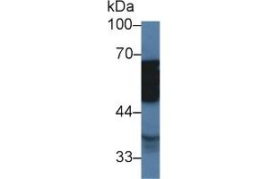 Western Blot; Sample: Porcine Stomach lysate; Primary Ab: 2µg/ml Rabbit Anti-Human TUBd Antibody Second Ab: 0. (TUBD1 抗体  (AA 190-453))