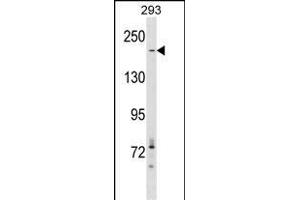 ACACA Antibody (C-term) (ABIN1536835 and ABIN2848784) western blot analysis in 293 cell line lysates (35 μg/lane). (Acetyl-CoA Carboxylase alpha 抗体  (C-Term))