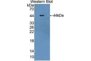 Detection of Recombinant PP13, Human using Polyclonal Antibody to Placental Protein 13 (PP13) (LGALS13 抗体  (AA 1-139))