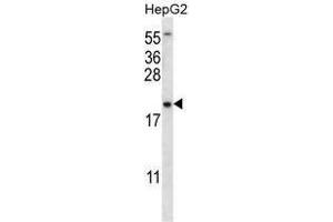 UBE2NL Antibody (N-term) western blot analysis in HepG2 cell line lysates (35 µg/lane). (UBE2NL 抗体  (N-Term))