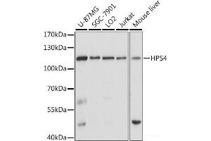 Western blot analysis of extracts of various cell lines using HPS4 Polyclonal Antibody at dilution of 1:1000. (HPS4 抗体)
