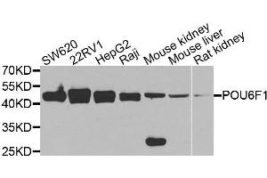 Western blot analysis of extracts of various cell lines, using POU6F1 antibody. (POU6F1 抗体  (AA 1-301))