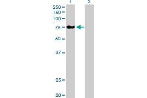 Western Blot analysis of BBS12 expression in transfected 293T cell line by BBS12 MaxPab polyclonal antibody. (BBS12 抗体  (AA 1-710))