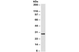 Western blot testing of Ramos cell lysate with HLA-DRB1 antibody cocktail (clones LN3 + HLA-DRB/1067). (HLA-DRB1 抗体)