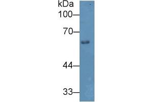 Western blot analysis of Mouse Skin lysate, using Mouse HPA Antibody (2 µg/ml) and HRP-conjugated Goat Anti-Rabbit antibody ( (HPSE 抗体  (AA 353-464))
