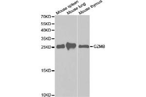 Western blot analysis of extracts of various cell lines, using GZMB antibody (ABIN5971382) at 1/1000 dilution. (GZMB 抗体)