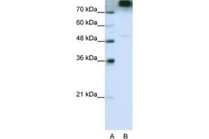Western Blotting (WB) image for anti-Eukaryotic Translation Initiation Factor 3, Subunit B (EIF3B) antibody (ABIN2462151) (EIF3B 抗体)