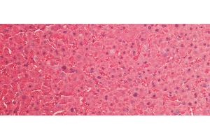 Immunohistochemistry (IHC) image for anti-Superoxide Dismutase 1, Soluble (SOD1) (AA 2-153) antibody (ABIN7443155)