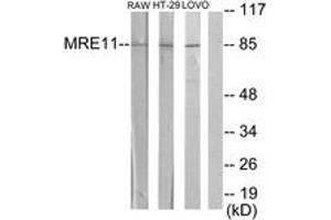Western blot analysis of extracts from RAW264. (Mre11 抗体  (AA 431-480))