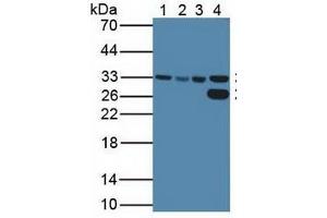 Rabbit Detection antibody from the kit in WB with Positive Control:  Sample  Lane1: Human HeLa Cells; Lane2: Human HepG2 Cells; Lane3: Human K562 Cells; Lane4: Porcine Liver Tissue. (CDK2 ELISA 试剂盒)