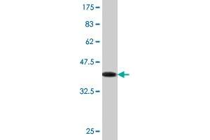 Western Blot detection against Immunogen (36. (IFT57 抗体  (AA 214-312))