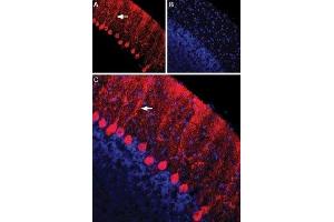 Expression of Nectin-1 in rat cerebellumImmunohistochemical staining of immersion-fixed, free floating rat brain frozen sections using Anti-Nectin-1/PVRL1 (extracellular) Antibody (ABIN7043440, ABIN7044692 and ABIN7044693), (1:100). (Poliovirus Receptor-Related 1 (Herpesvirus Entry Mediator C) (PVRL1) Peptide)