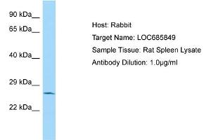 WB Suggested Anti-LOC685849 Antibody   Titration: 1. (LOC685849 抗体  (N-Term))