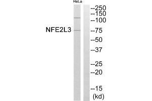 Western blot analysis of extracts from HeLa cells, using NFE2L3 antibody. (NFE2L3 抗体  (Internal Region))