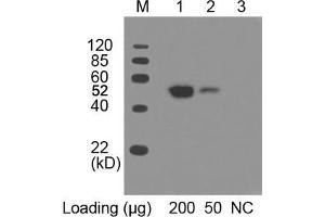 Lane 1 and 2: Multiple Tag Cell Lysate (ABIN1536505) Primary antibody: 0. (c-MYC 抗体  (AA 410-419) (HRP))