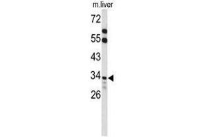Western blot analysis of ACOT8 Antibody (C-term) in mouse liver tissue lysates (35 µg/lane).