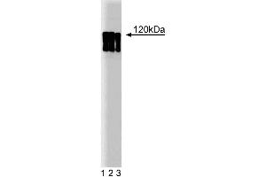 Western blot analysis of HIF-1alpha on lysate from HeLa stimulated with CoCl2, cobalt chloride. (HIF1A 抗体  (AA 610-727))