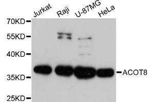 Western blot analysis of extracts of various cell lines, using ACOT8 antibody. (ACOT8 抗体)