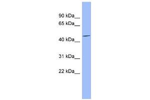 WB Suggested Anti-MFAP1 Antibody Titration: 0. (MFAP1 抗体  (Middle Region))