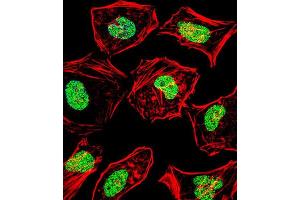 Immunofluorescence (IF) image for anti-Heart and Neural Crest Derivatives Expressed 2 (HAND2) antibody (ABIN2999145) (HAND2 抗体)