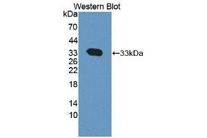 Western Blotting (WB) image for Calpain 1 (CAPN1) ELISA Kit (ABIN6574297)
