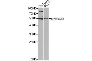 Western blot analysis of extracts of various cell lines, using SMARCE1 antibody (ABIN6290090) at 1:1000 dilution. (SMARCE1 抗体)