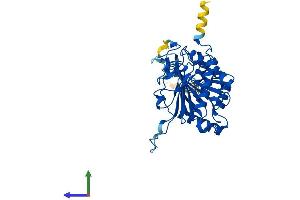 Protein Structure (PS) image for Galactose-1-Phosphate Uridylyltransferase (GALT) (AA 1-379) protein (His tag) (ABIN7547801)