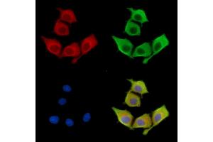 ABIN7096696 and ABIN7100761 staining HepG2 cells by IF/ICC. (SPPL2B 抗体)