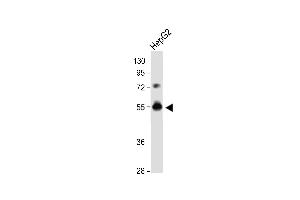 DPEP3 Antibody (C-term) (ABIN654744 and ABIN2844429) western blot analysis in HepG2 cell line lysates (35 μg/lane). (DPEP3 抗体  (C-Term))