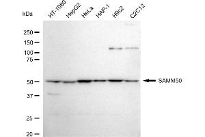 Western blotting analysis using SAMM50 antibody (ABIN7800407). (Recombinant SAMM50 抗体)