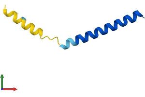 AlphaFold protein structure predicition of Mouse Recombinant Pln Protein, UniprotID P61014