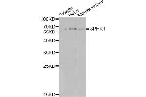 Western blot analysis of extracts of various cell lines, using SPHK1 antibody (ABIN6290942) at 1:1000 dilution.