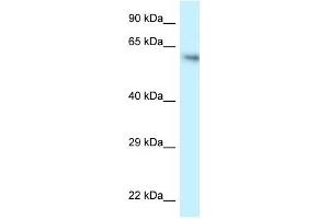 Western Blot showing FLCN antibody used at a concentration of 1 ug/ml against HCT15 Cell Lysate (FLCN 抗体  (C-Term))