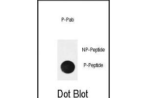 Dot blot analysis of anti-Phospho-NFKBIA (Ser32) Antibody Phospho-specific Pab (ABIN650851 and ABIN2839807) on nitrocellulose membrane. (NFKBIA 抗体  (pSer32))