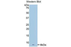 Western Blotting (WB) image for anti-Apolipoprotein C-I (APOC1) (AA 31-83) antibody (ABIN3208967) (APOC1 抗体  (AA 31-83))