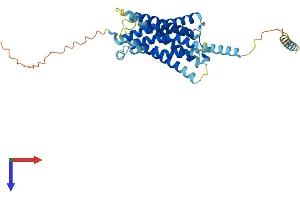 MRGPRX2 Protein (AA 1-352) (His tag)