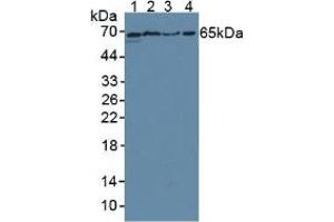Western blot analysis of (1) Rat Testis Tissue, (2) Rat Placenta Tissue, (3) Mouse Testis Tissue and (4) Human A549 Cells. (CD55 抗体  (AA 254-372))
